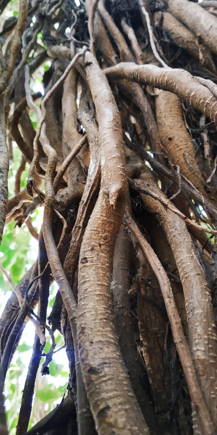 Trees