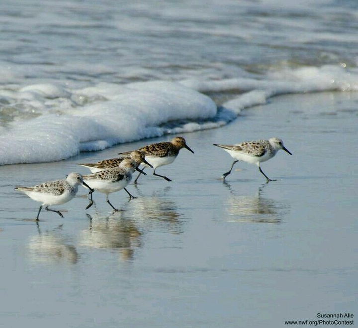 water gull walk