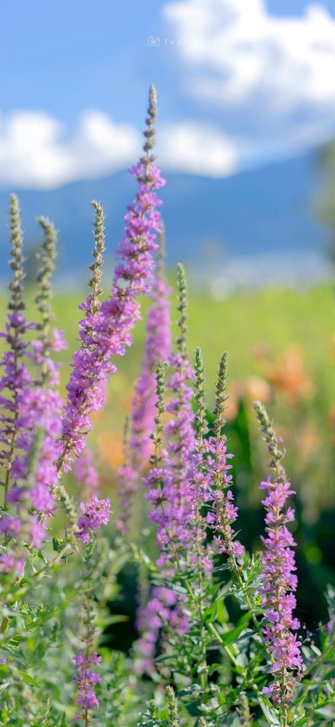tapety summit, wildflower