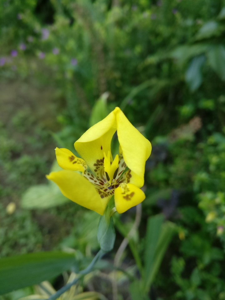 yellow flower