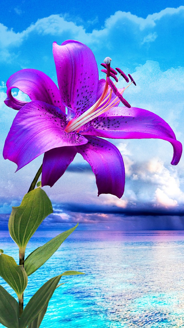 lilium