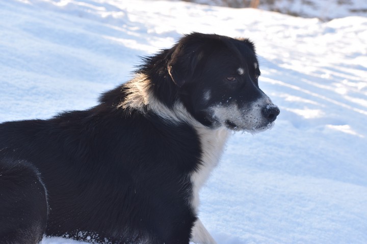 Dog