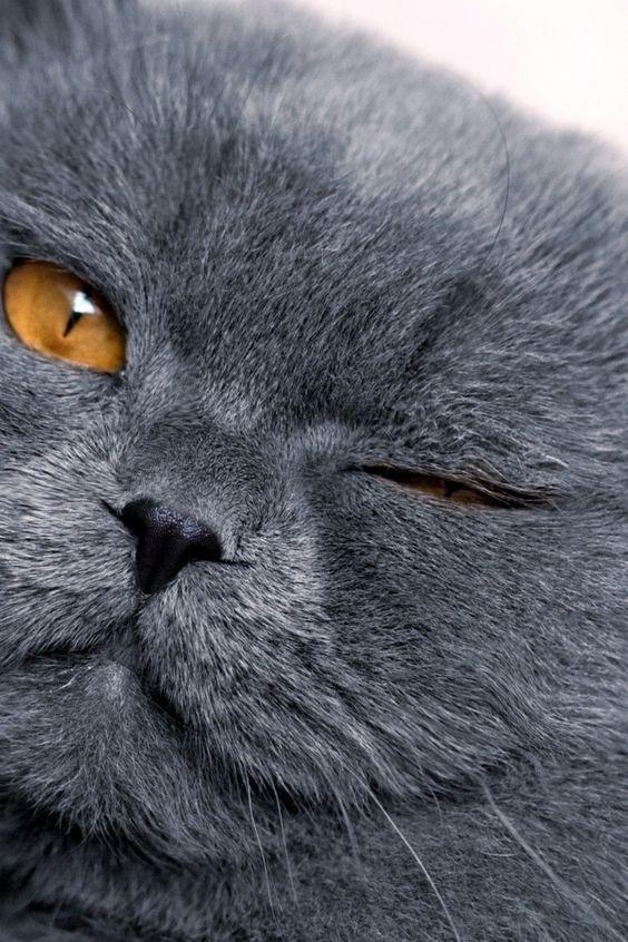 Jr