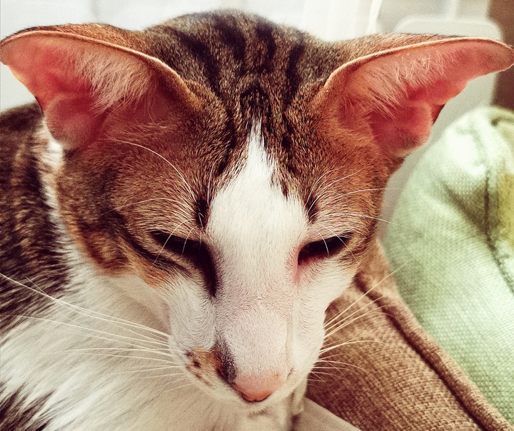 cat