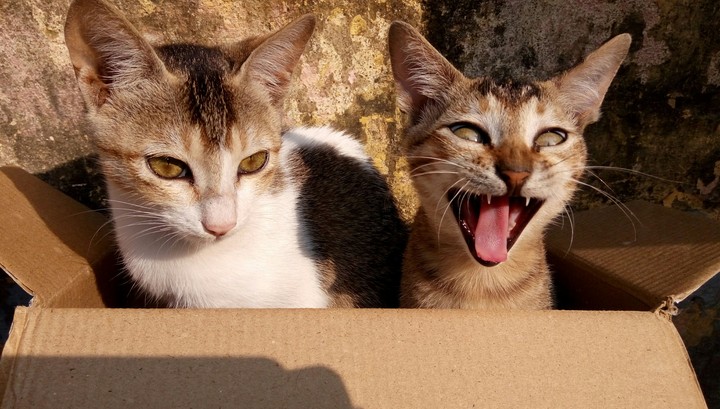 meew meew