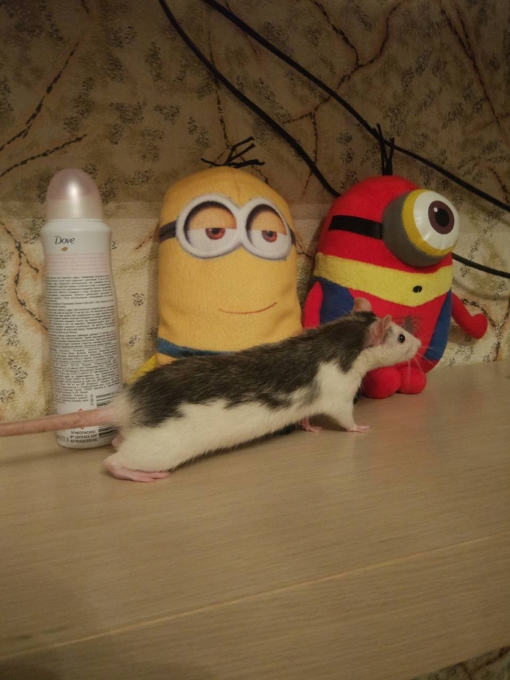 любопытство