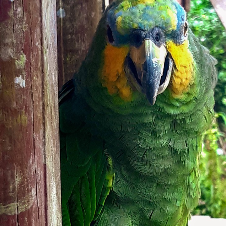 coco