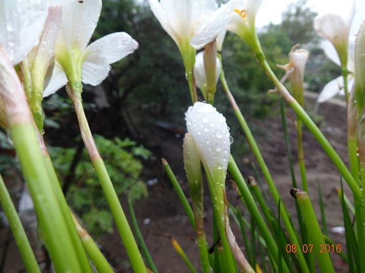 whiteflower