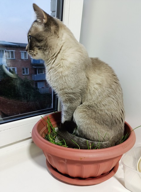 Carnivore, plant achtergronden