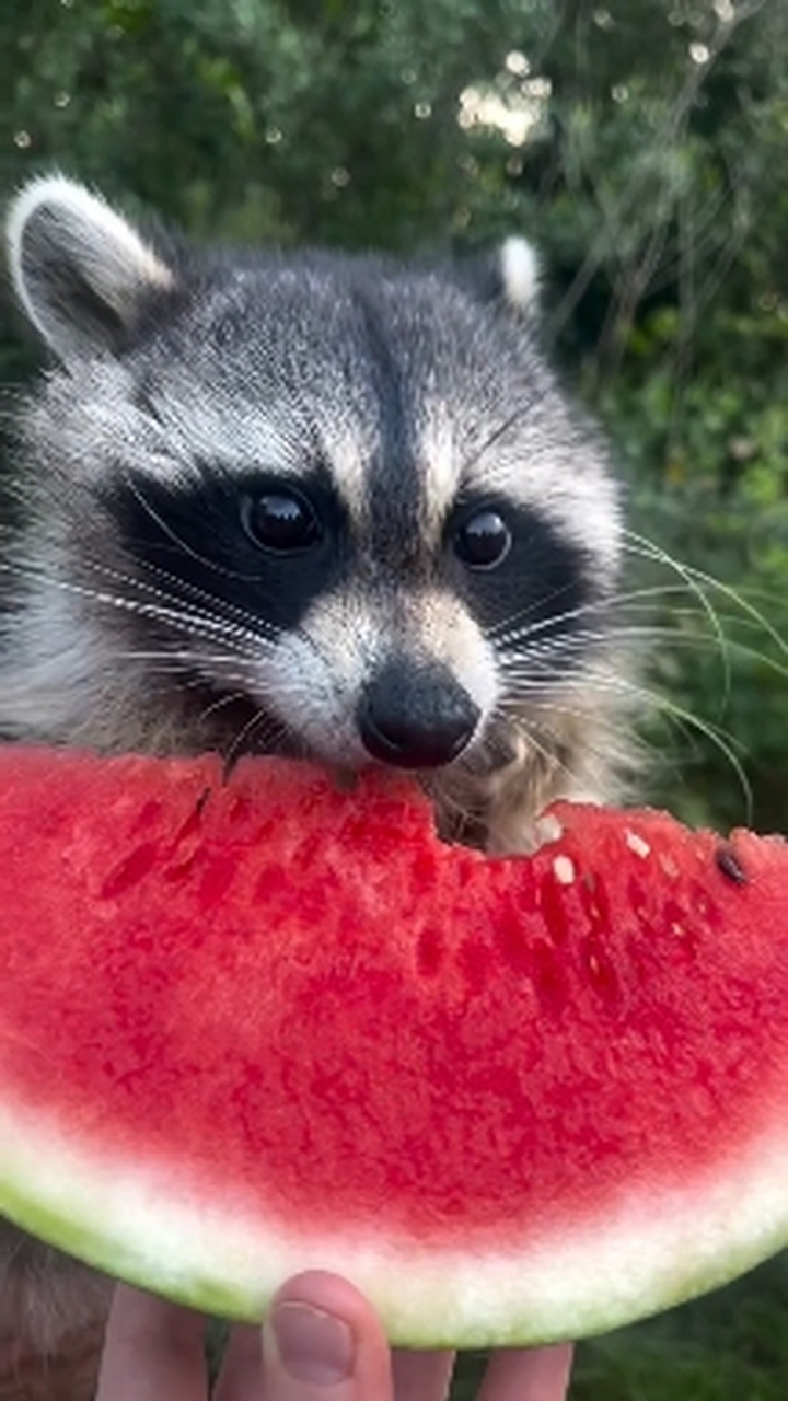 raccoon