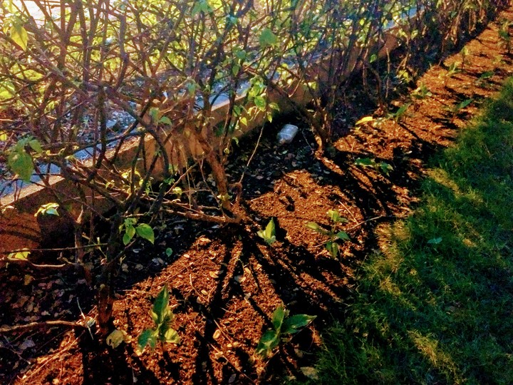 leaves