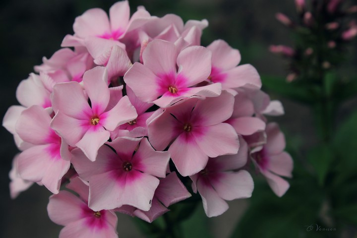 O.V. ❇️❤️❇️ my garden
