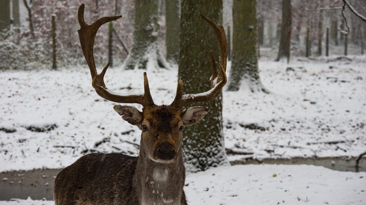 Hirsch