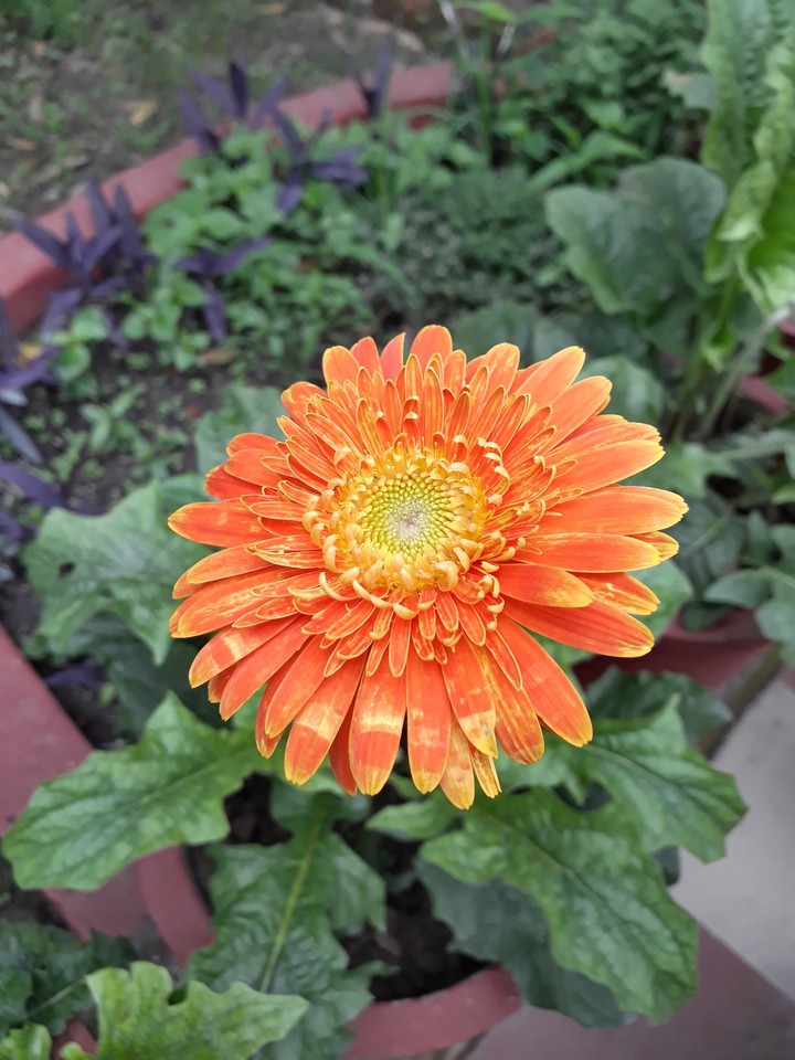 Orange Gerbera