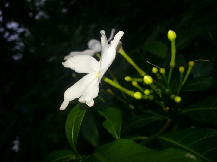 white flower