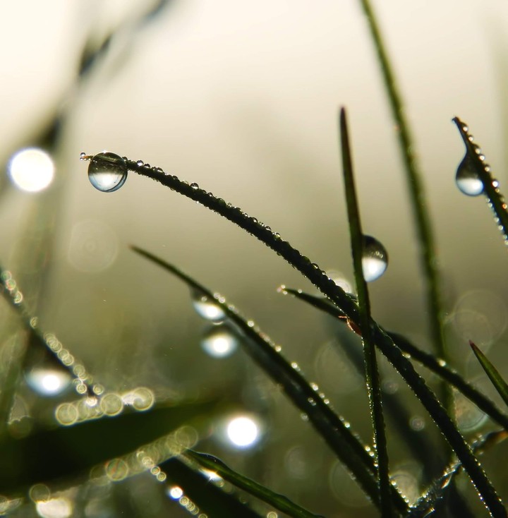 dew