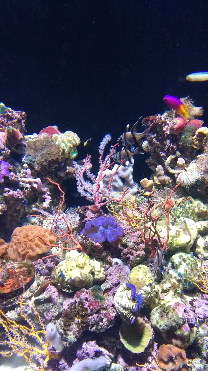 the beauty of underwater