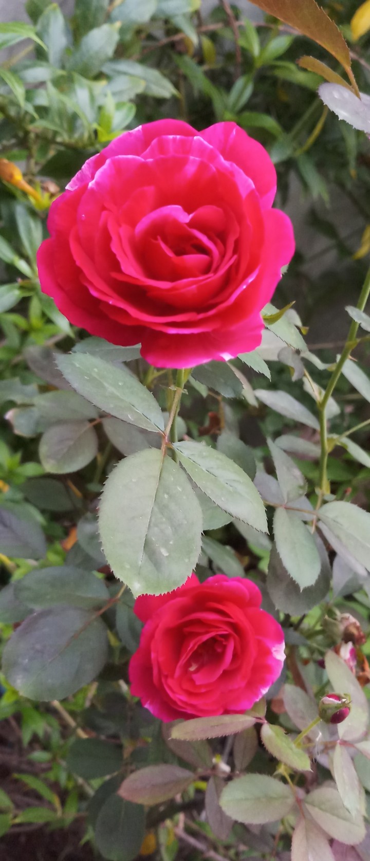 roses
