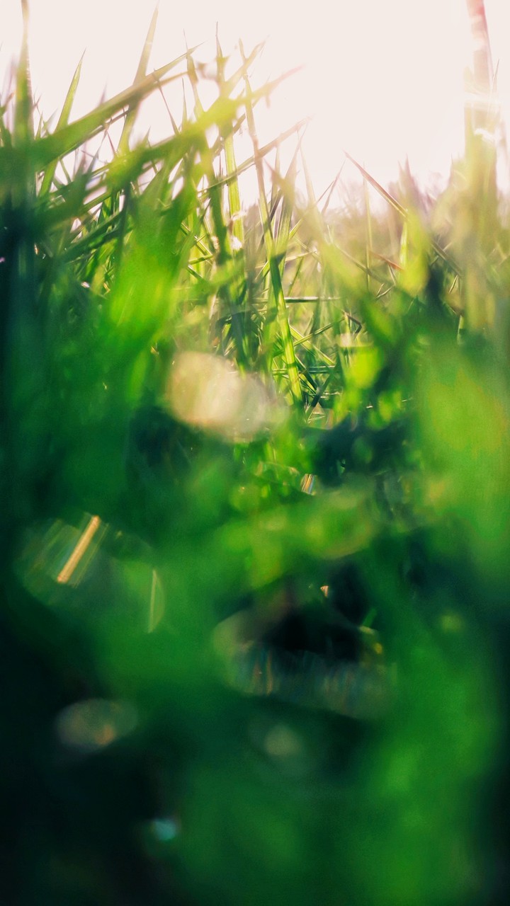 The Grass