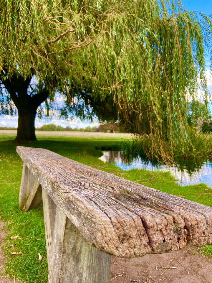 #london #natura #nature #bushpark #uk #atumn