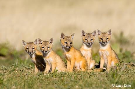 Fox2