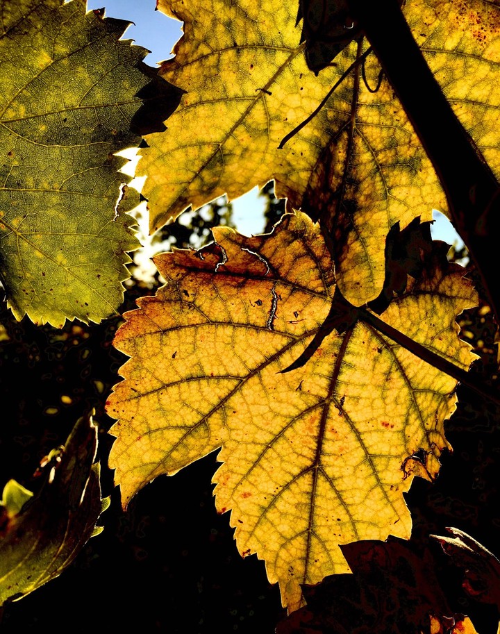 lighted leaves of the beauty autumn