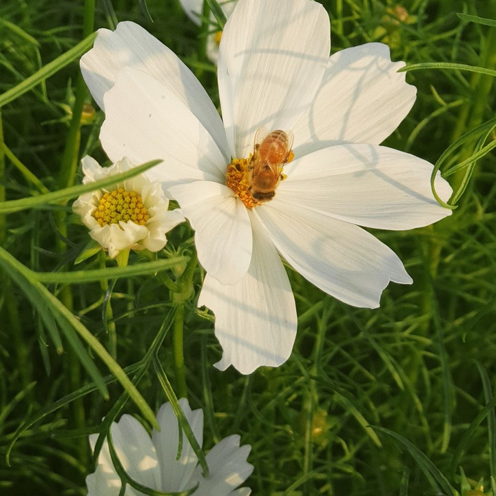 蜜蜂