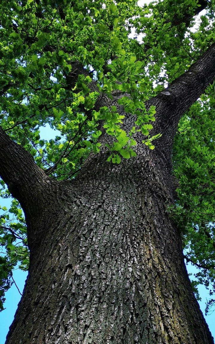 Mächtige alte Eiche