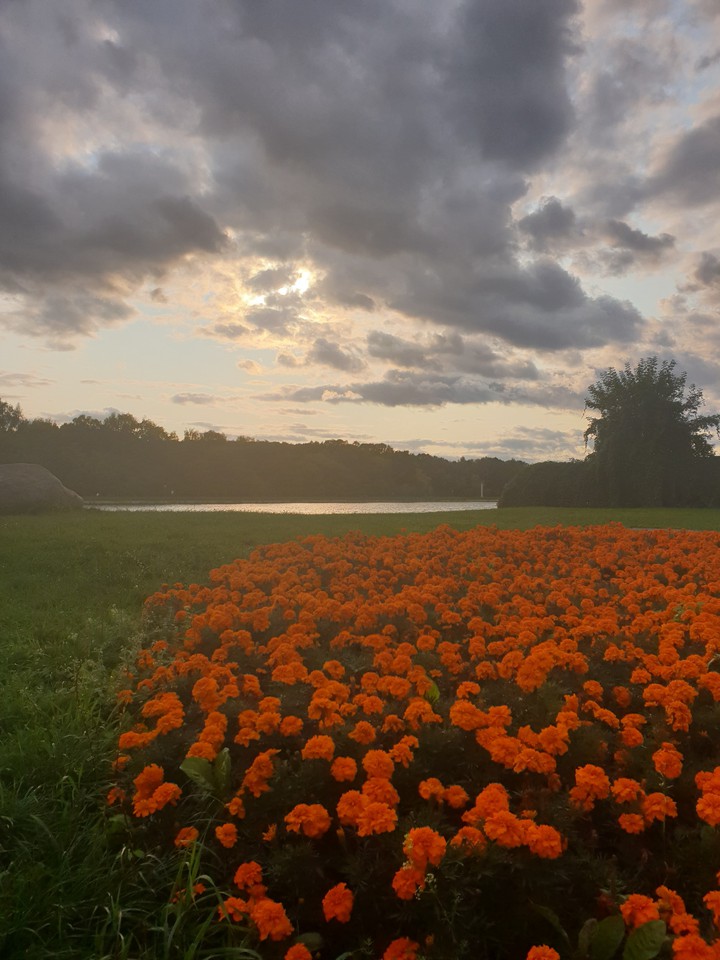 Evening in Kuskovo park