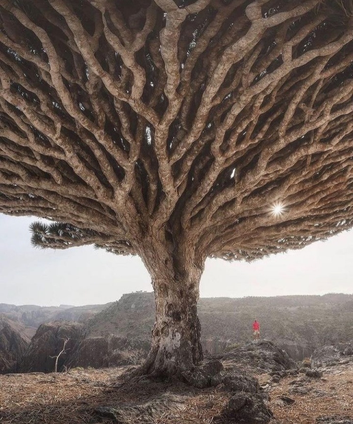 dragon blood tree