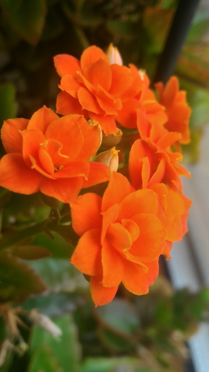 Kalanchoe