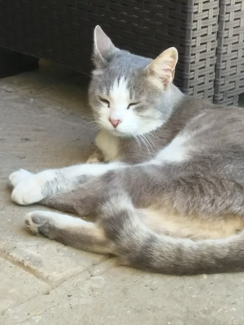 il mio gatto