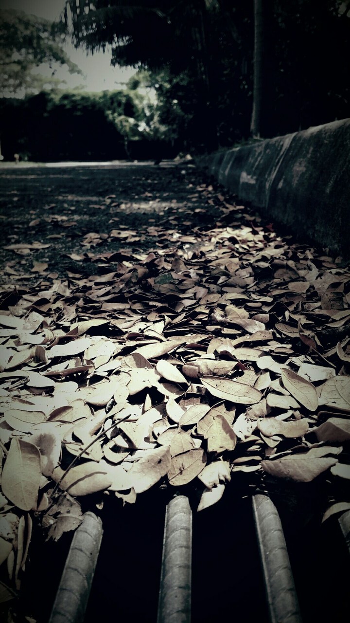 road untraveled