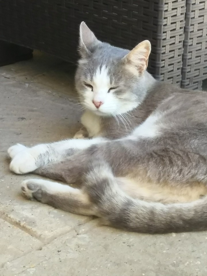 il mio gatto