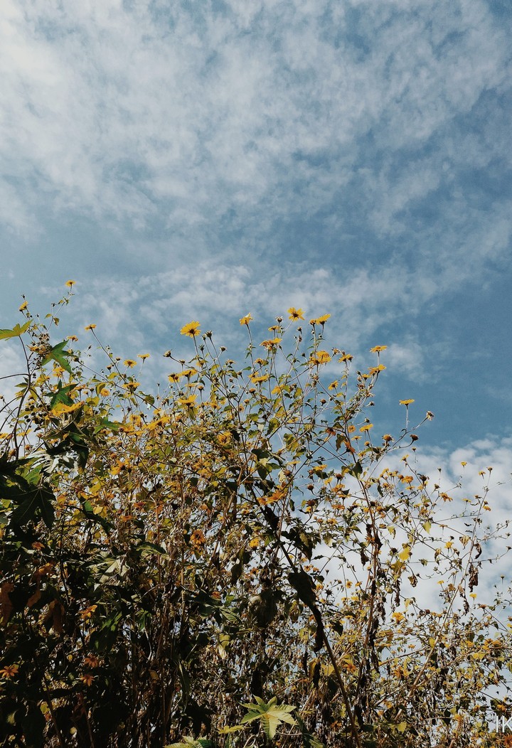 Mirando al cielo