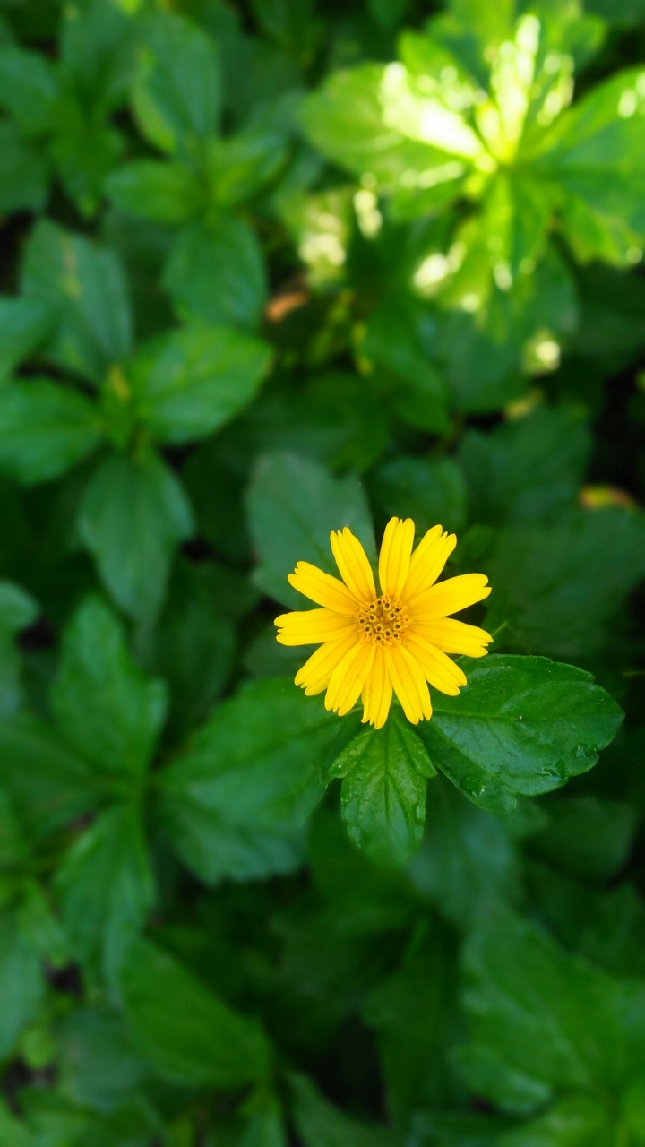 yellow flower