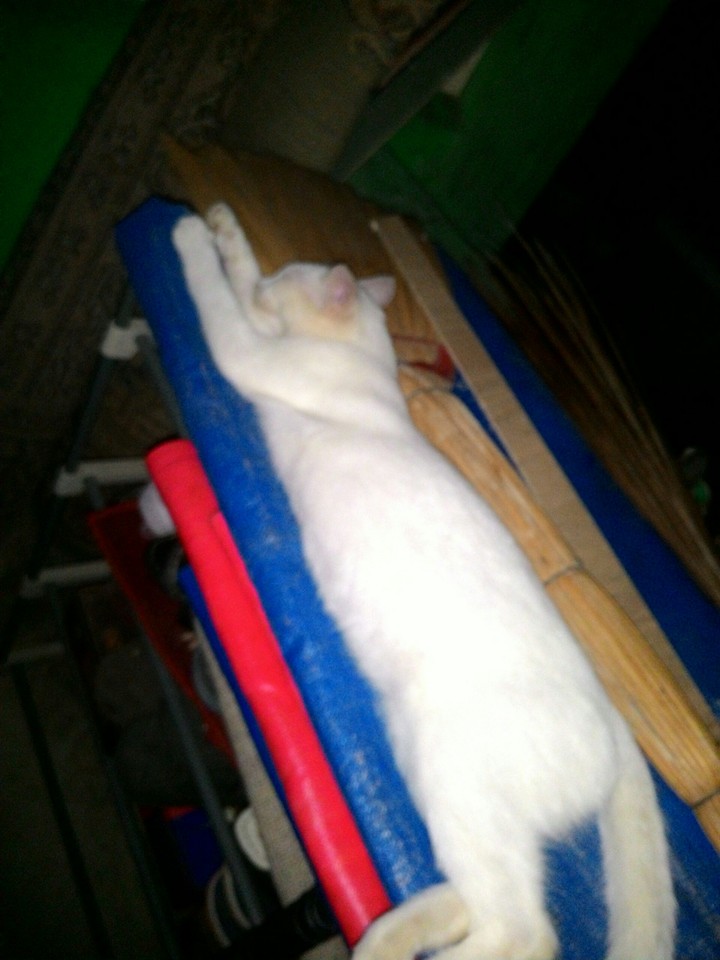 when my cat sleeping tonight good night kutin