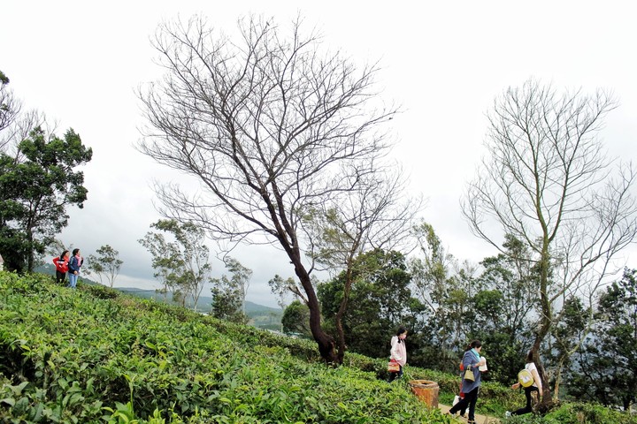 Cầu Đất farm