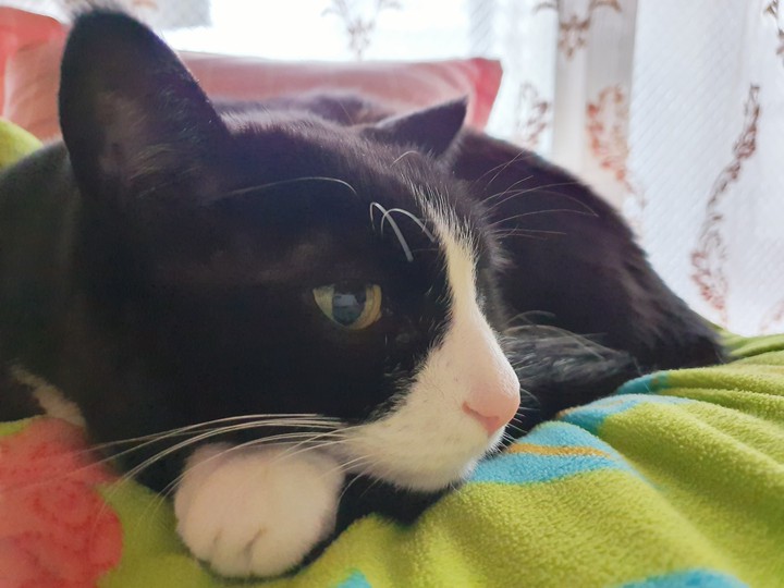 cat