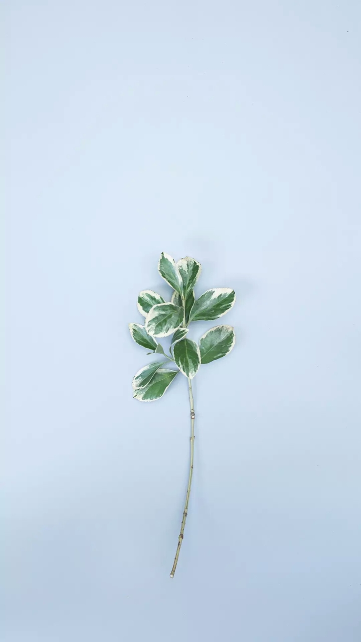 minimalistic