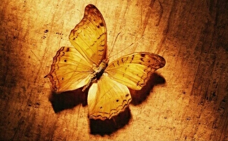 butterfly