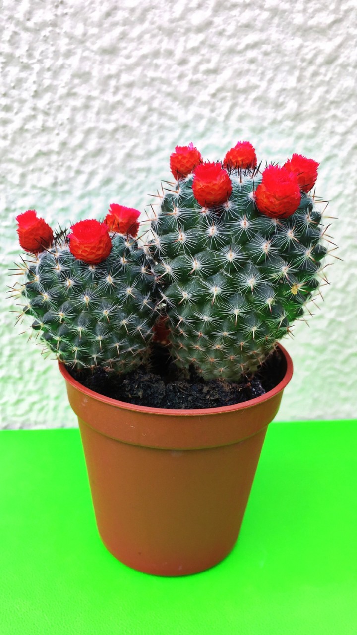 cactus