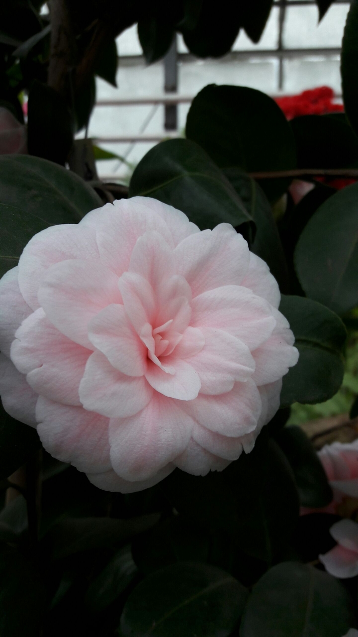 Rosa flower