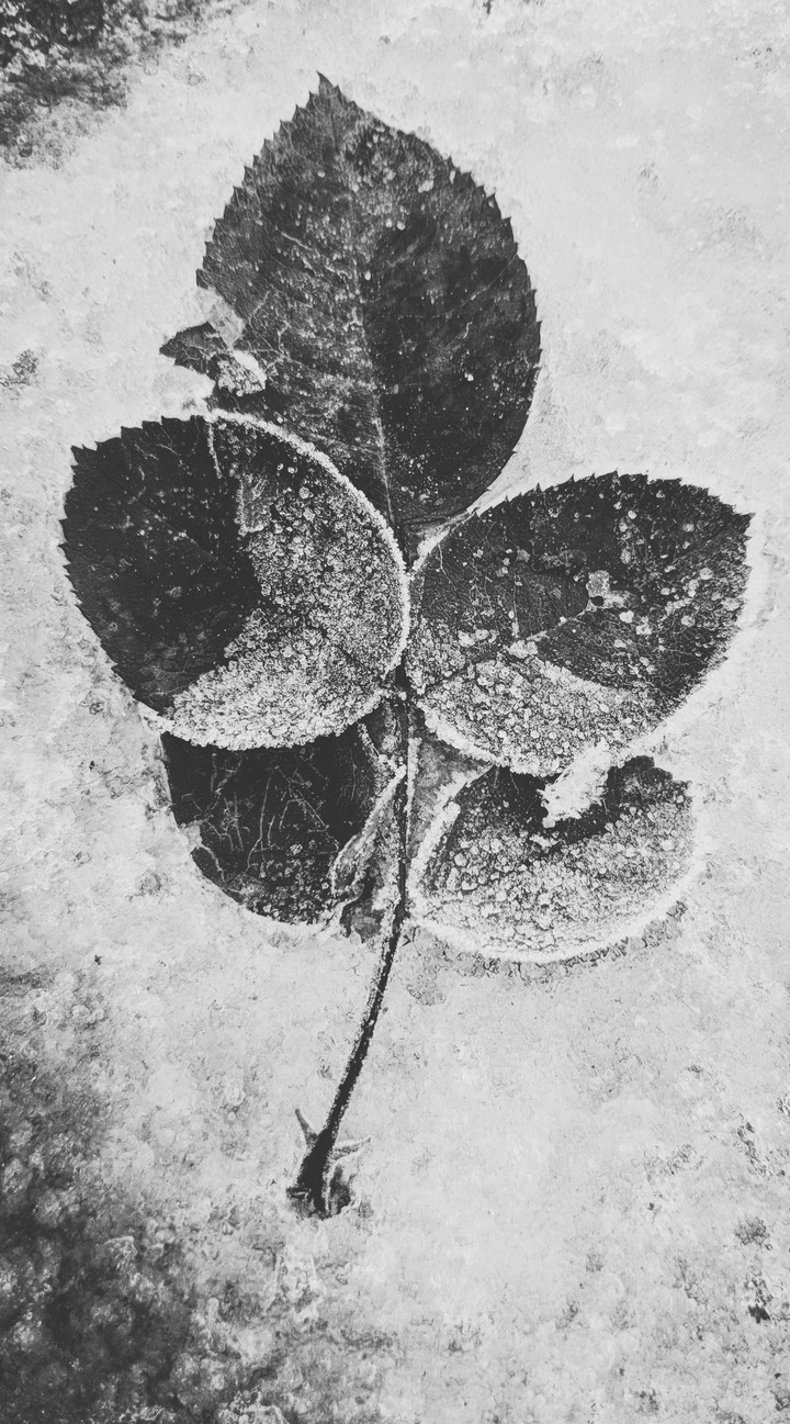 Frozen