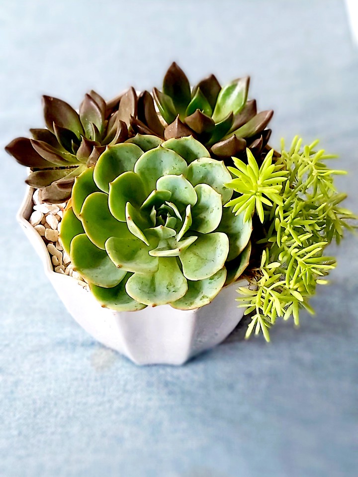 succulents