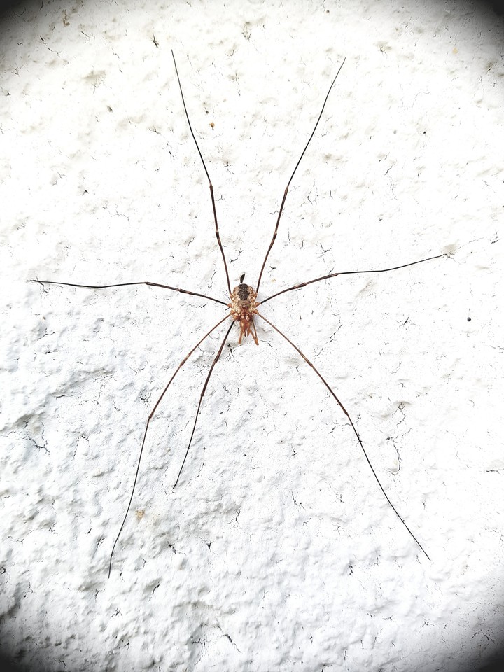 speider