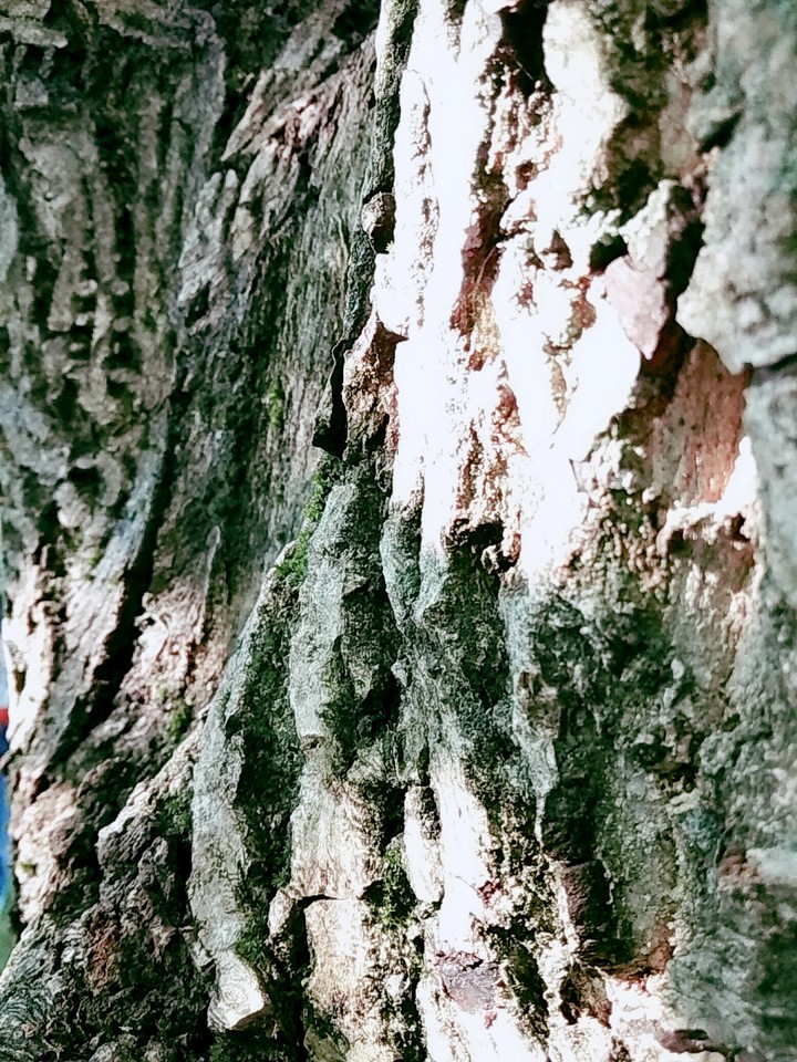trunk