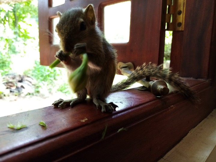 cute squirrel