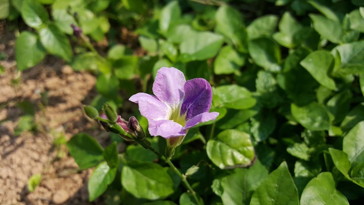 Veggie bloom