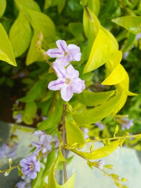 flower nachural